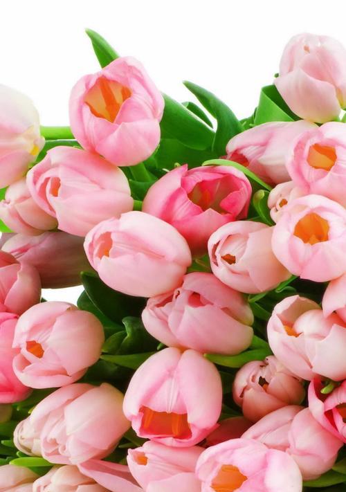 淡粉色玫瑰（花开芬芳）