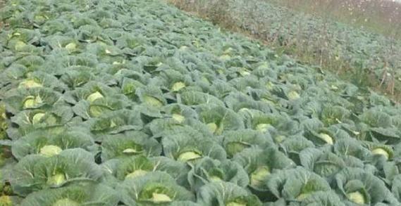 包心菜肥料施用指南（选择最佳肥料种类与施用方法）