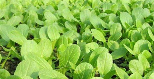 包心菜肥料施用指南（选择最佳肥料种类与施用方法）