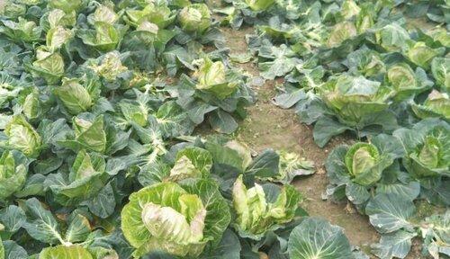 包心菜肥料施用指南（选择最佳肥料种类与施用方法）