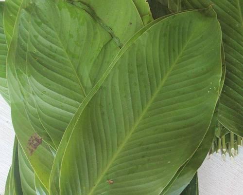 揭秘包粽子的叶子是什么植物的叶子（探究包粽子常用的植物叶子种类）