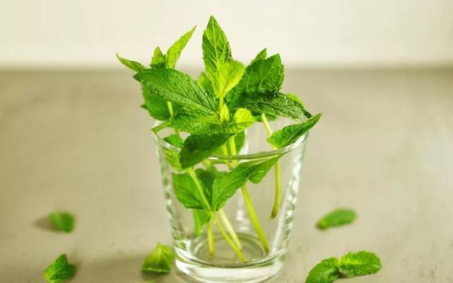 薄荷不长叶子该怎么办（解决薄荷不长叶子的10个有效方法）