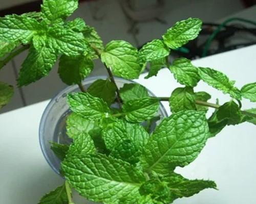 薄荷不长叶子该怎么办（解决薄荷不长叶子的10个有效方法）
