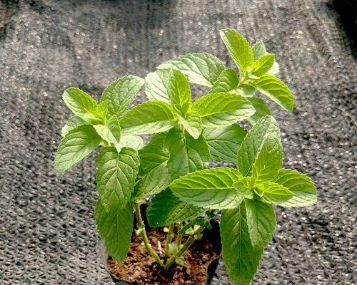 薄荷不长叶子该怎么办（解决薄荷不长叶子的10个有效方法）