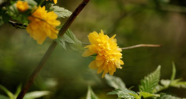 以棣棠花的花语（传达爱意与美丽的花朵）
