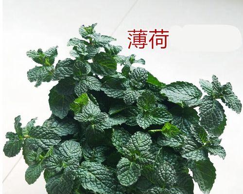 薄荷草水培技术详解（让你轻松种植新鲜薄荷草）
