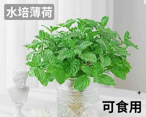 薄荷草水培技术详解（让你轻松种植新鲜薄荷草）