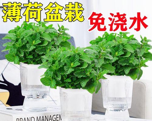 薄荷草水培技术详解（让你轻松种植新鲜薄荷草）