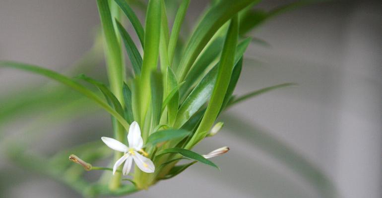 吊兰花语（探索吊兰的花语含义及其魅力所在）