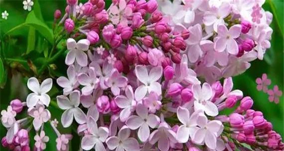 丁香花的花语和寓意（探寻丁香花背后的深意）