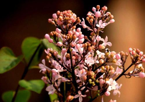 丁香花语（丁香花语的意义与表达方式）