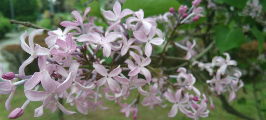 丁香花（以丁香花的花语解读生活的点滴）