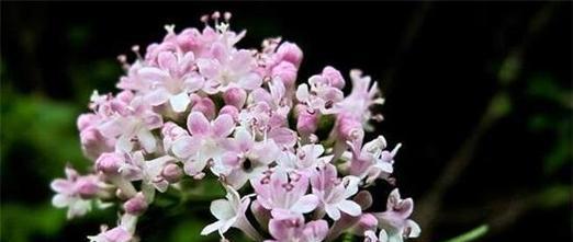 丁香花（以丁香花的花语解读生活的点滴）