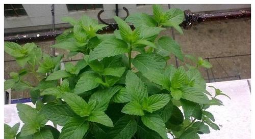 探秘薄荷的成长之路（生长周期）