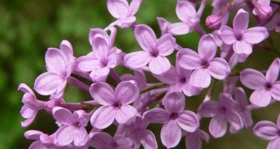 丁香花的花语与寓意（探索丁香花的神秘与美丽）