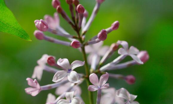 丁香花的花语与象征意义（传达爱意和带来快乐的丁香花）