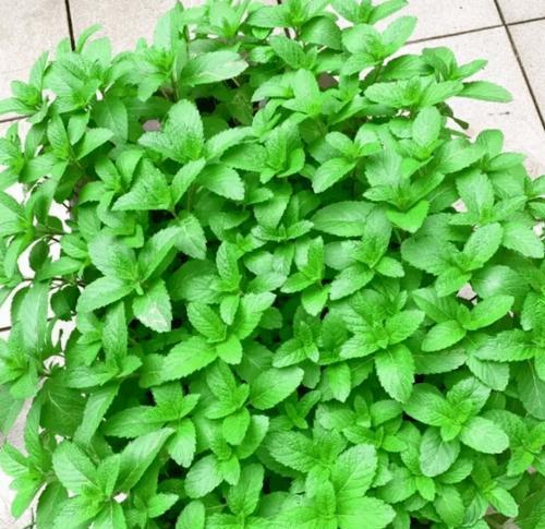 薄荷是否能在严寒冬天存活（了解薄荷的生存能力和保护措施）