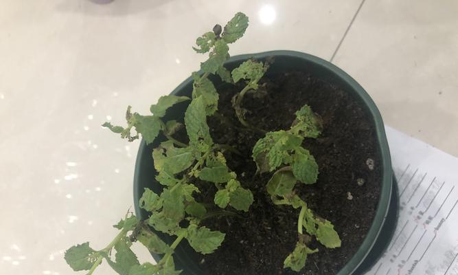 薄荷是否能在严寒冬天存活（了解薄荷的生存能力和保护措施）
