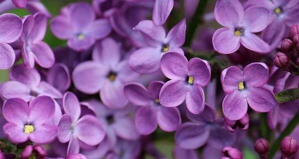 丁香花的美丽与寓意（探寻丁香花的花语与象征意义）