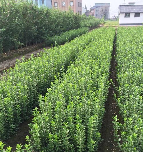 冬青树的花语（探寻冬青树的花语）