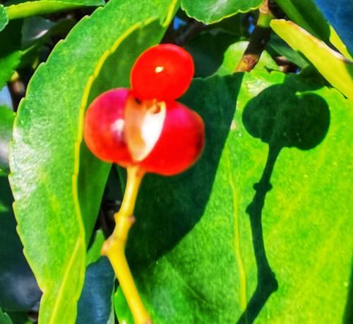 冬青树的花语（探寻冬青树的花语）