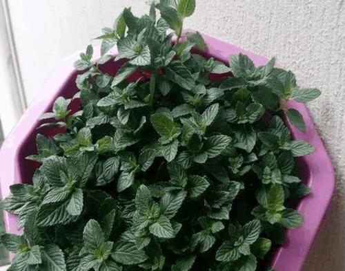 薄荷的浇水方法（养护薄荷全攻略）