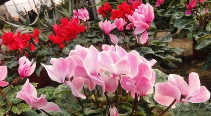 冬季花卉盛景（冬天的代表花）