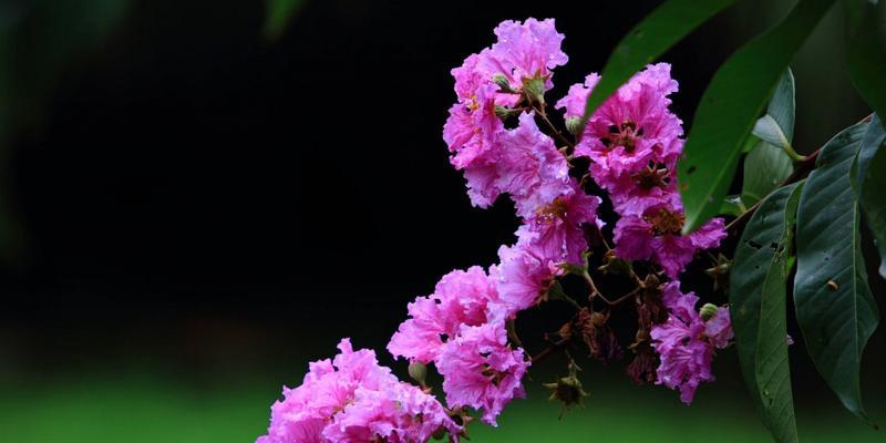 冬日花卉的花语之魅力盛开（探寻冬天花卉的神秘语言）