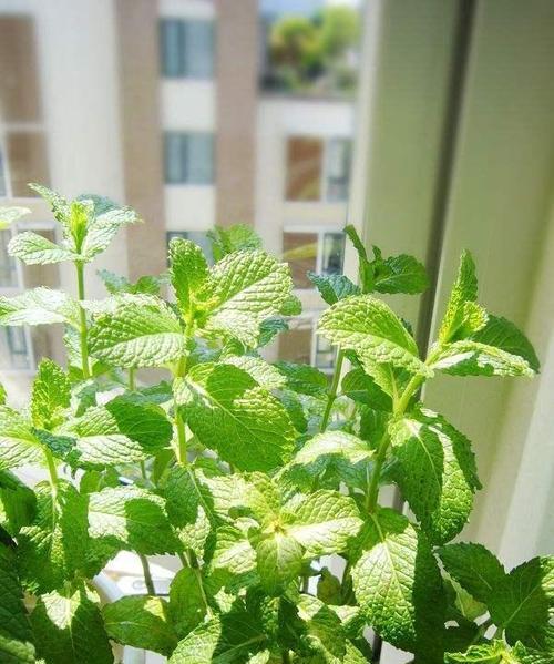 家里养薄荷的方法与技巧（掌握这些技巧）