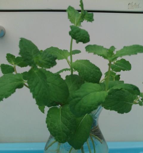 家里养薄荷的方法与技巧（掌握这些技巧）