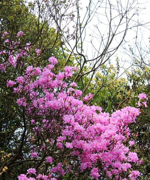 杜鹃花的象征意义与美丽多姿（探索杜鹃花的花语与文化底蕴）