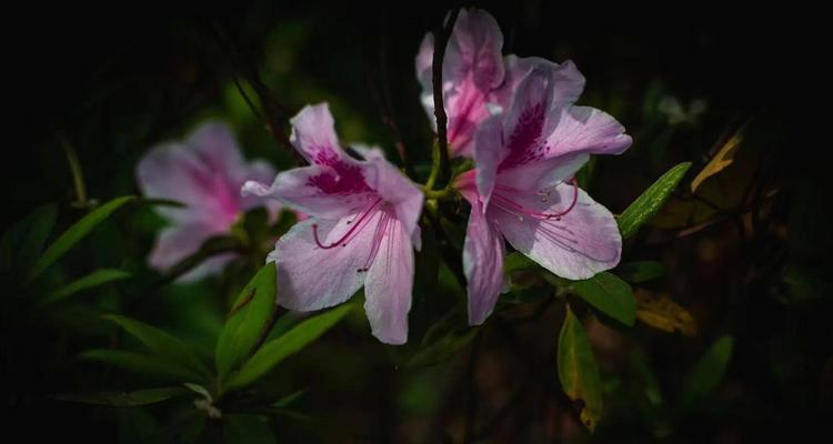 杜鹃花（梦幻色彩中的生命之舞）