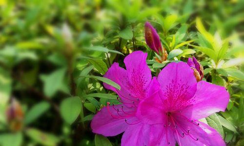 杜鹃花（梦幻色彩中的生命之舞）