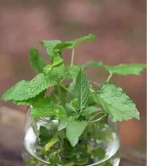 薄荷花的养殖方法（打造清新香气的家庭花园）