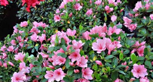 杜鹃花（揭开杜鹃花花语和寓意的神秘面纱）