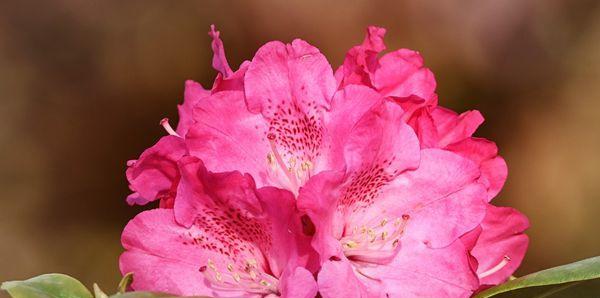杜鹃花（揭开杜鹃花花语和寓意的神秘面纱）