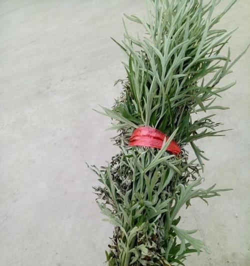 传承千年的端午文化——挂艾草的寓意（颂扬传统、祈福健康）