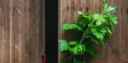 传承千年的端午文化——挂艾草的寓意（颂扬传统、祈福健康）