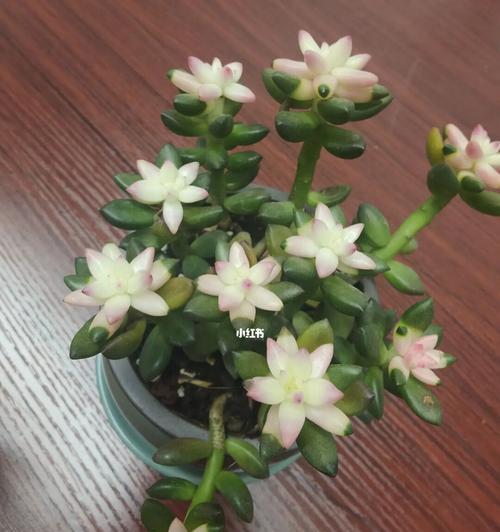 多肉开花的寓意与象征（揭示多肉植物开花的含义和象征）
