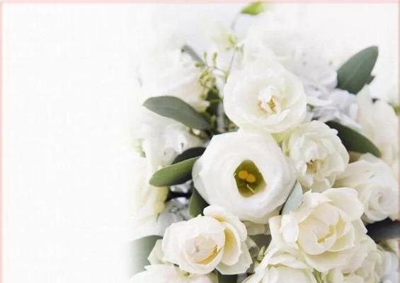 二十一朵白玫瑰的花语——纯洁、无限爱意（用花语表达深情）