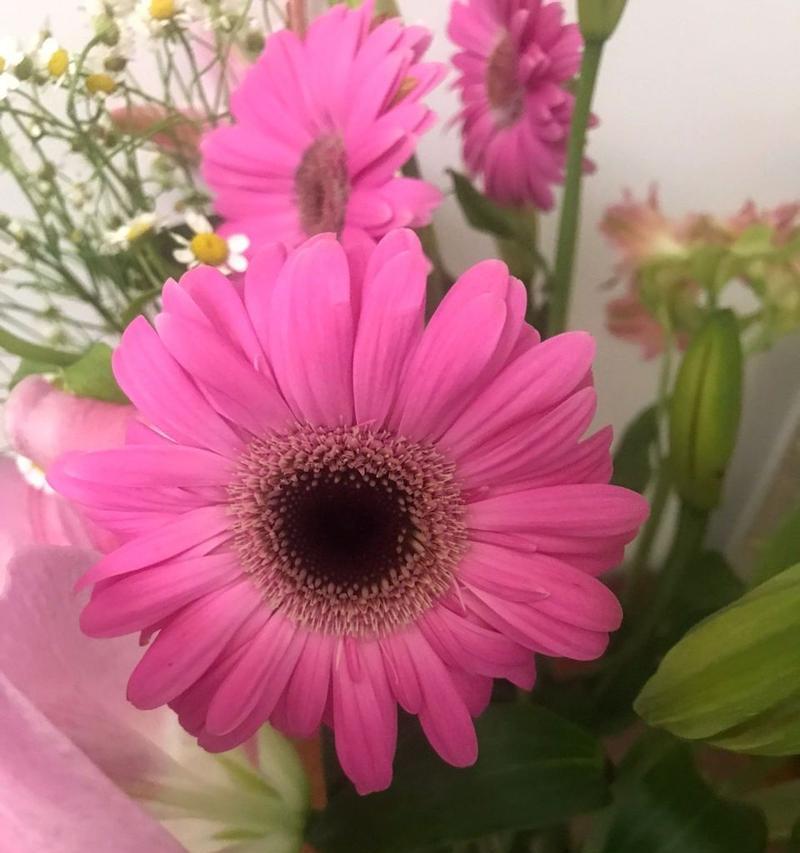 蓝色非洲菊花的花语和美丽之谜（探索蓝色非洲菊花背后隐藏的花语和令人惊叹的美丽）