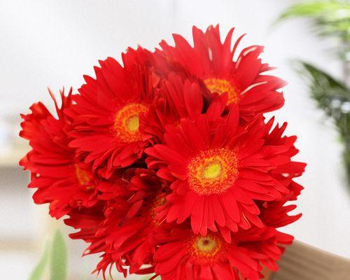 非洲菊之美（非洲菊的花语与象征）