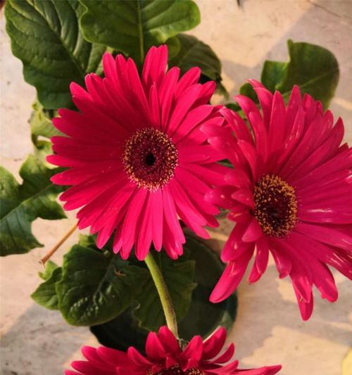 非洲菊之美（非洲菊的花语与象征）
