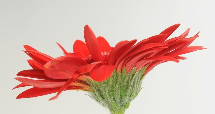 非洲菊之美（非洲菊的花语与象征）