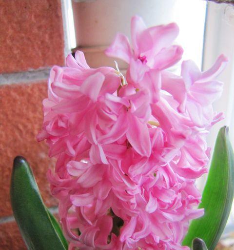 粉色风信子的花语——爱与希望之花（用粉色风信子传递爱与希望）