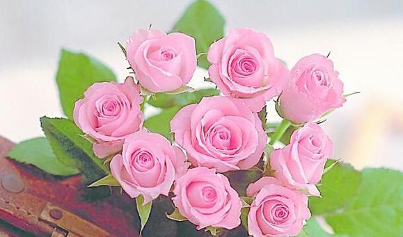 粉红色玫瑰花的花语与寓意（探寻玫瑰花海中的浪漫与温柔）