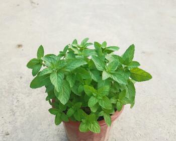 如何在自家院子里种植薄荷（如何在自家院子里种植薄荷）