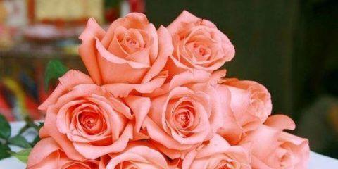 粉玫瑰的含义与象征——爱、美与温柔（用花语诉说情感）