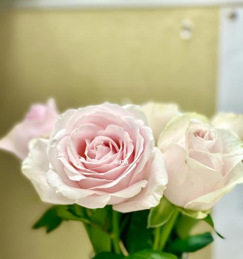 粉玫瑰花的花语与意义（探索粉玫瑰花背后的浪漫与情感）