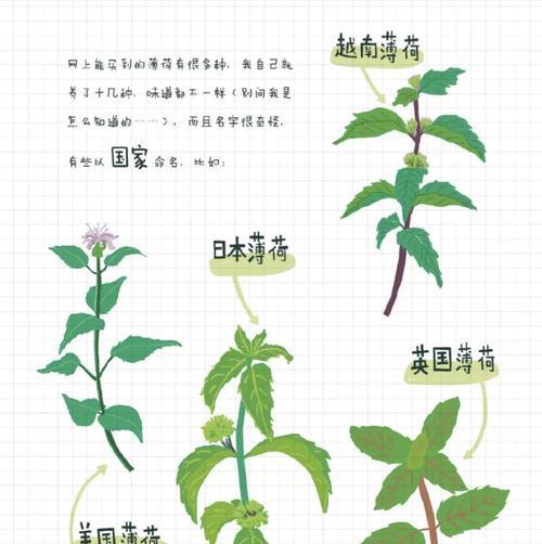 薄荷扦插繁殖的技巧（最快生根方法详解）